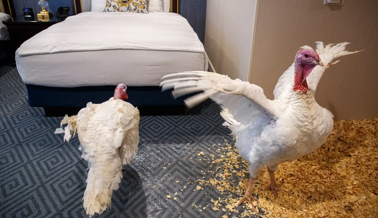 Dua kalkun jantan dari North Carolina bernama Bread and Butter, bersantai di kamar tempat mereka menginap di Willard InterContinental, Washington, Senin (25/11/2019). Kedua kalkun ini akan diampuni oleh presiden dalam upacara di Gedung Putih sebelum perayaan Thanksgiving. (AP/Jacquelyn Martin)