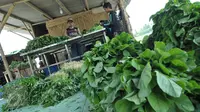 Banyak Petani Berusia Lanjut, Kementan Kebut Cetak Wirausahawan dan Petani Milenial