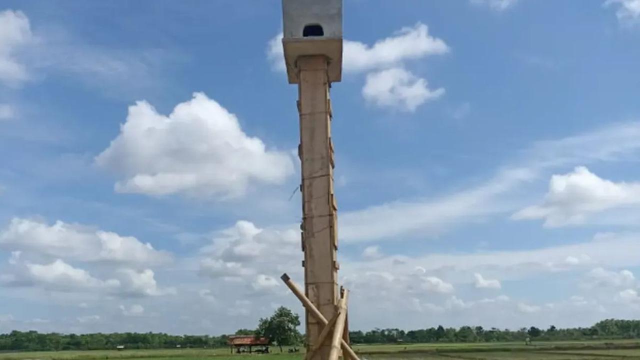 Populasi Tikus Menurun