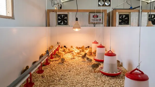 Ide Kandang Anak Ayam yang Hangat dan Mudah Dibersihkan/AI Generated