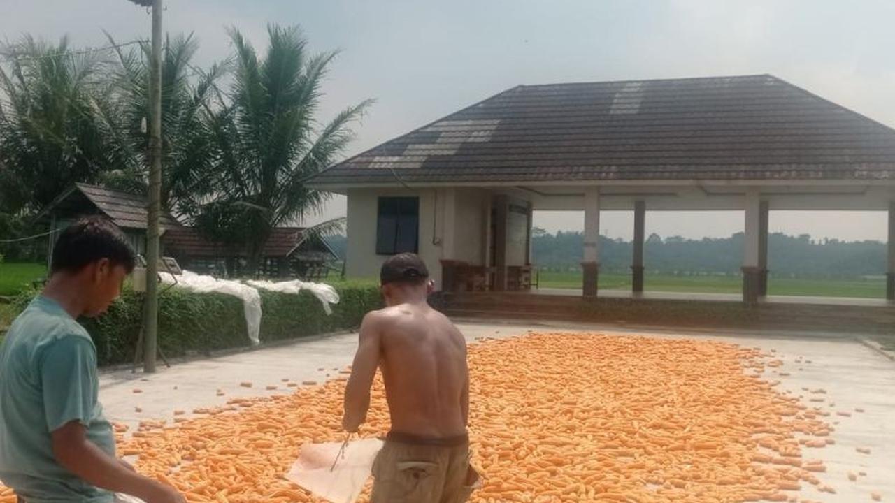 Harga Jagung Pipilan Lebak Melonjak, Petani Raih Untung Jutaan Rupiah