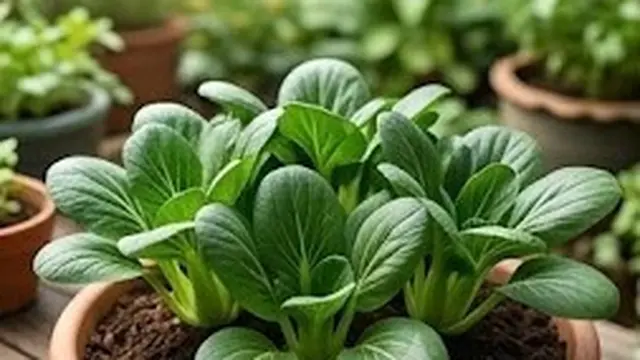 Campuran Tanah Terbaik untuk Pakcoy di Pot Dangkal