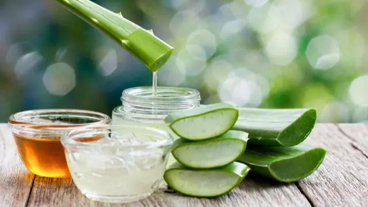Efektivitas Lidah Buaya untuk Mengatasi Asam Urat dan Cara Penggunaannya