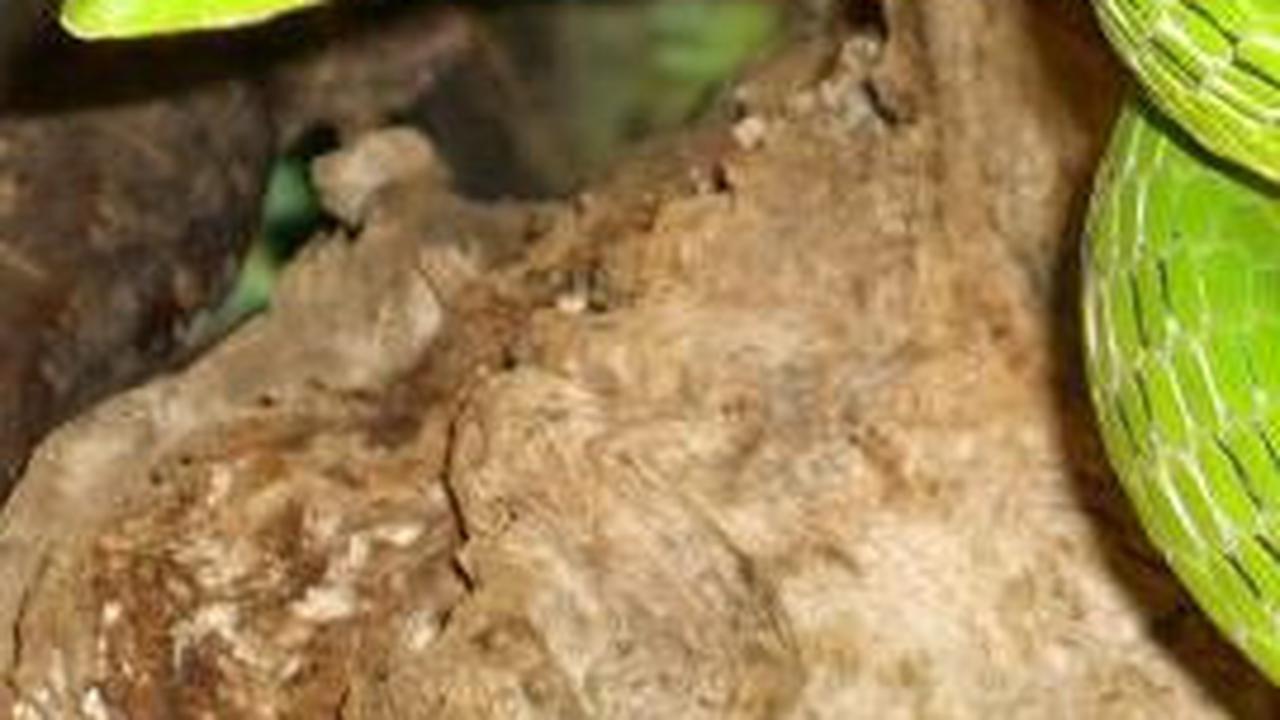 <b>7. Ular Pucuk (Ahaetulla Prasina)</b>