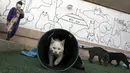 Kucing bermain di atap Museum Kucing Persia di Teheran, Iran, pada 5 Desember 2021. Didirikan di sebuah rumah tua pada tahun 2020, Museum Kucing Persia ini berawal dari kafe serba guna dan pameran kucing. (AP Photo/Vahid Salemi)