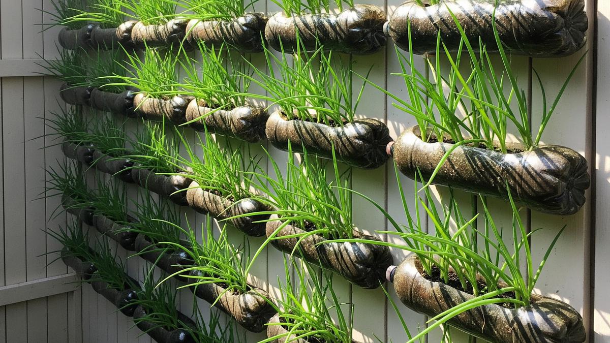 7 Inspirasi Kebun Daun Bawang dari Botol Plastik Bekas, Hemat Tempat di Teras Rumah