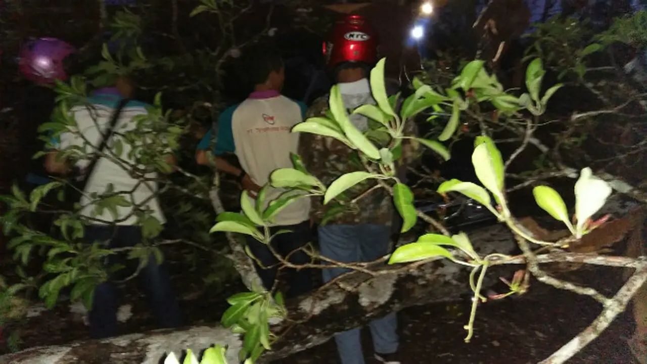 Minibus Tertimpa Pohon Jati di Blora