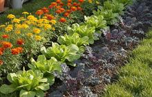 10 Konsep Kebun Rumah Campuran Tanaman Hias dan Sayur untuk Lahan Sempit