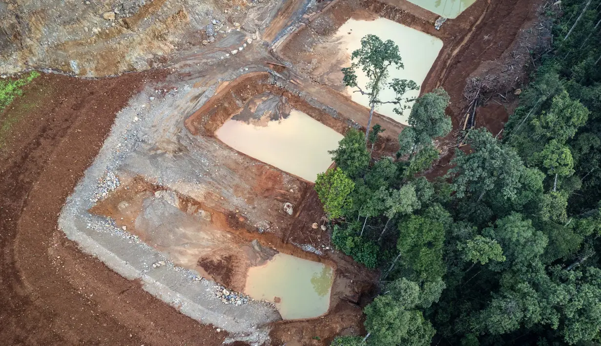 Data Global Forest Watch (GFW) menyebut bahwa dalam kurun 2001 hingga 2023, Halmahera Tengah kehilangan 27.900 hektar tutupan pohon, Halmahera Timur kehilangan 56.300 hektar dan di Halmahera Selatan 79.000 hektar. (Foto oleh AFP)