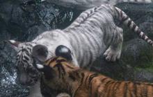FOTO: Gemas! Dua Bayi Harimau Benggala di Siantar Zoo Ini Lahir Kembar tapi Beda Warna