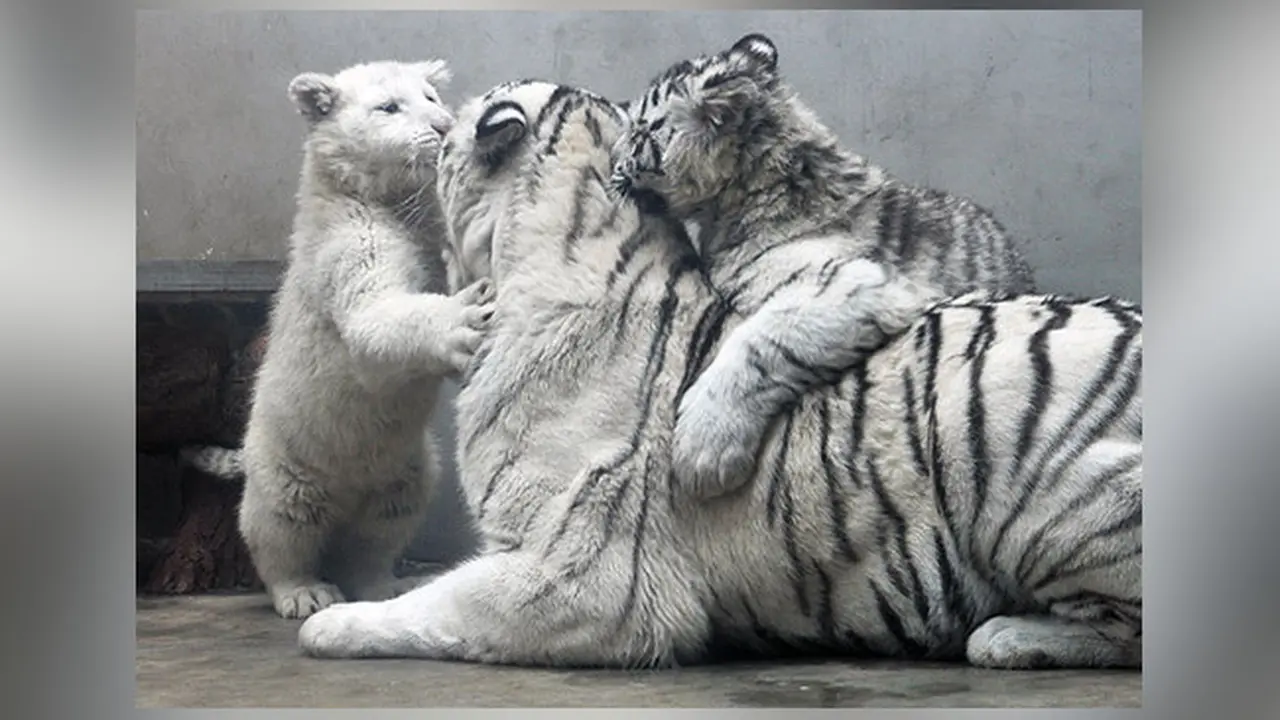 Harimau Putih Polos Langka Tampil di Kebun Binatang China