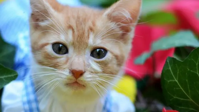 Foto : copyright en.rocketnews24.com