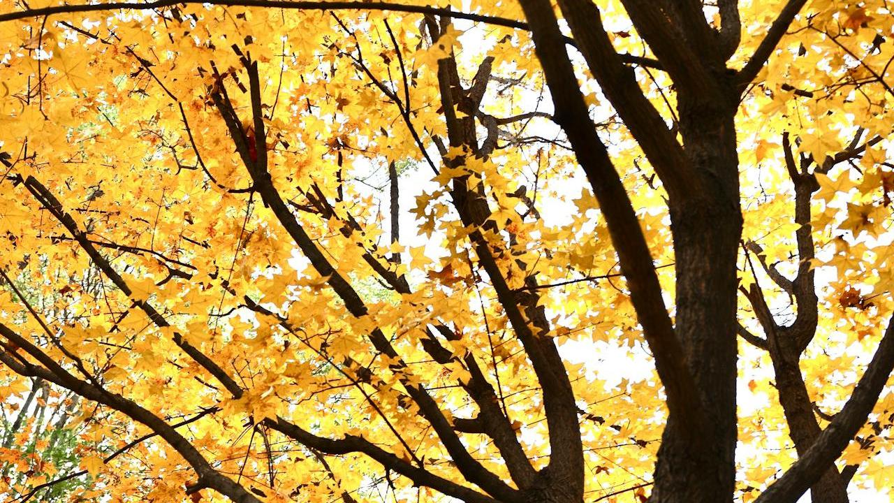 Pohon Maple