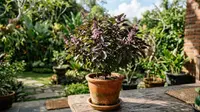 Cara Menanam Kemangi Ungu dari Biji, Panduan Lengkap untuk Pemula