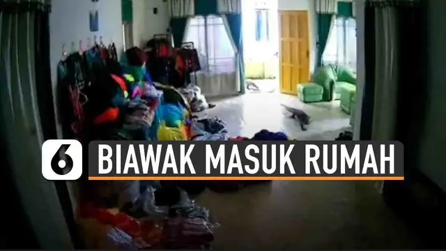 Penghuni rumah yang kaget melihat kedua biawak tersebut berusaha mengusirnya dengan melemparinya dengan kursi.