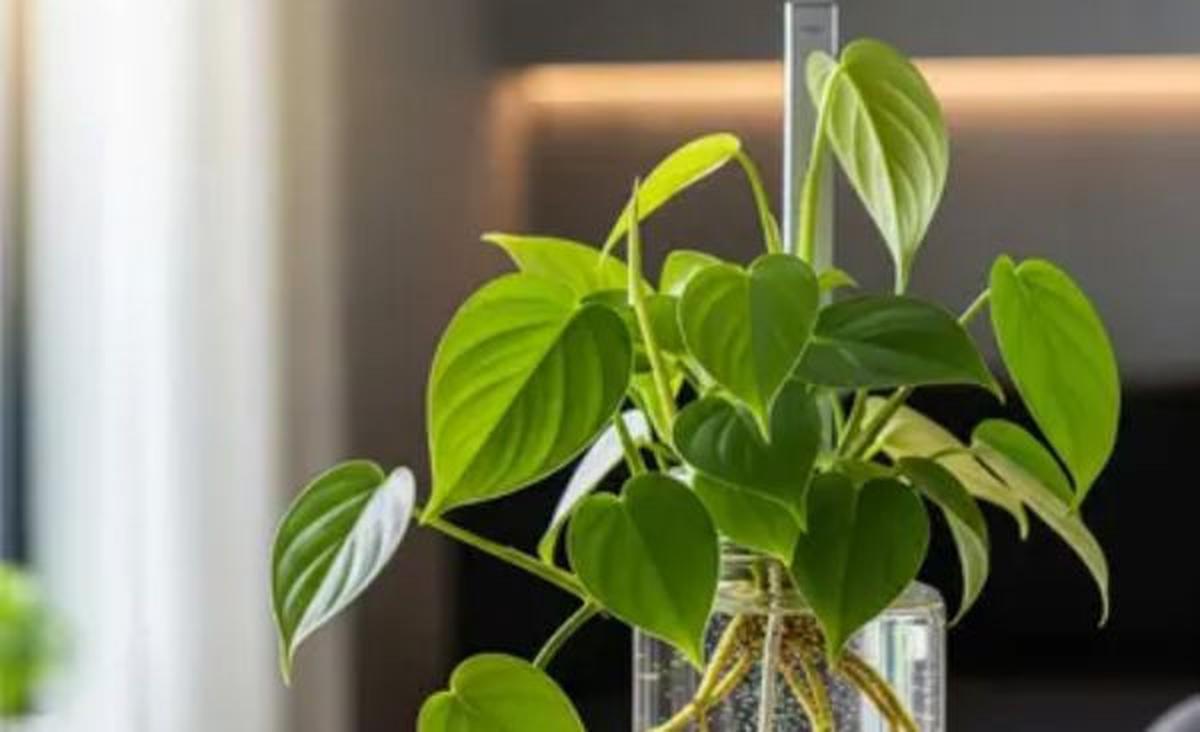 Philodendron (Heartleaf Philodendron / Philodendron hederaceum)/AI Generated