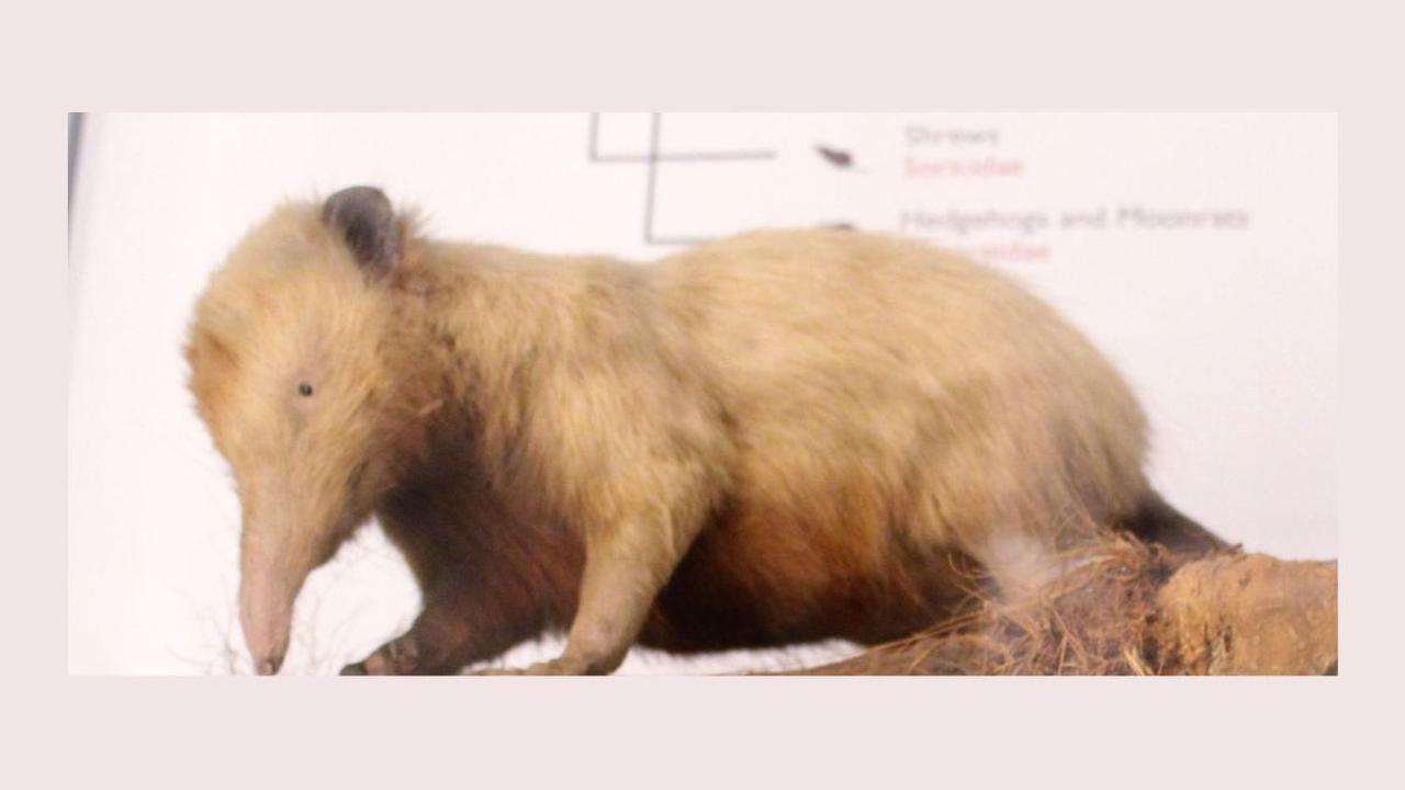 <b>Solenodon Kuba (Solenodon cubacus)</b><br>