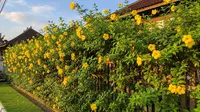 8 Jenis Tanaman Rambat Cepat Tumbuh untuk Pagar Rumah Biar Tidak Panas