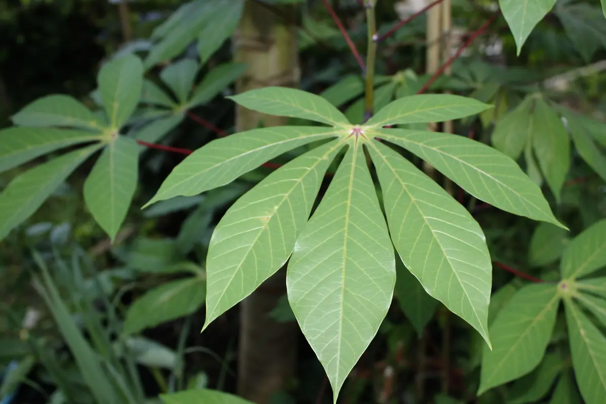 Ilustrasi Daun Singkong (Foto: mayapujiati/pixabay.com)