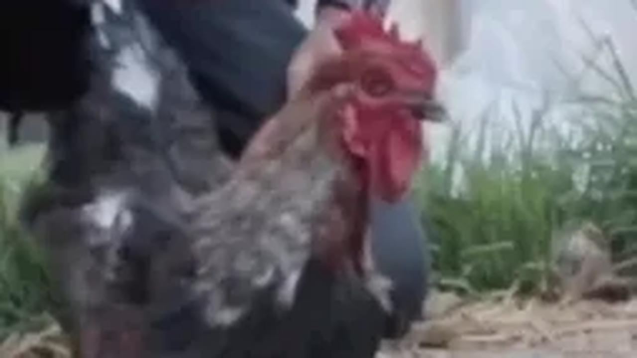 Terlihat ayam itu seperti lemas dan tak ‘meronta-ronta’ lagi. Ayam kemudian nampak seperti pandangannya hilang.