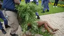 Raja Khoisan Afrika Selatan memegang tanaman ganja saat polisi menyeretnya untuk menyita tanaman tersebut pada penggerebekan di Union Buildings, Pretoria pada 12 Januari 2022. Tanaman ganja itu milik penduduk suku Khoisan, yang bermukim di daerah tersebut selama tiga tahun. (Phill Magakoe/AFP)