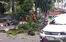 Hujan Angin Kencang Picu Lima Pohon Tumbang Jakarta, BPBD Sigap Tangani Dampak
