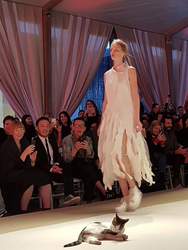kucing jalan di catwalk (foto: esmoddubai)