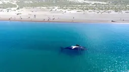 Seekor Paus kanan selatan terlihat di permukaan Pantai El Doradillo, Patagonia, Argentina (26/9). Sejumlah paus tersebut bermigrasi setiap tahun dari Antartika ke Patagonia Argentina untuk melahirkan dan memberi makan keturunannya. (AP Photo/Maxi Jonas)