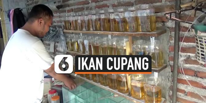VIDEO: Bisnis Ikan Cupang Menguntungkan Saat Pandemi Corona