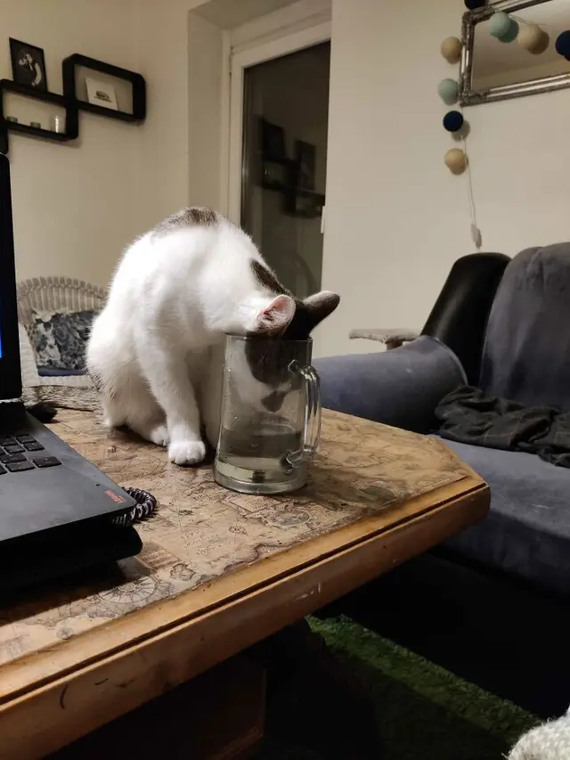 6 Tingkah Absurd Kucing saat Curi Makanan, Bikin Tepuk Jidat