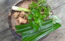 Resep Ampuh Jamu Sirih Cina untuk Turunkan Asam Urat dan Kolesterol dengan Alami