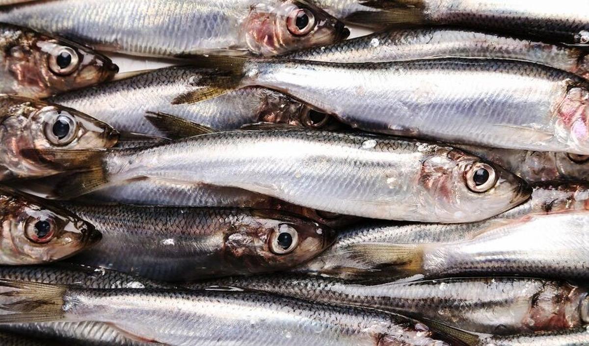 4. Ikan Sarden