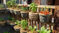 9 Ide Kebun Sayur Lahan Terbatas Pakai Media Tanam Serbuk Kayu, Panen Melimpah
