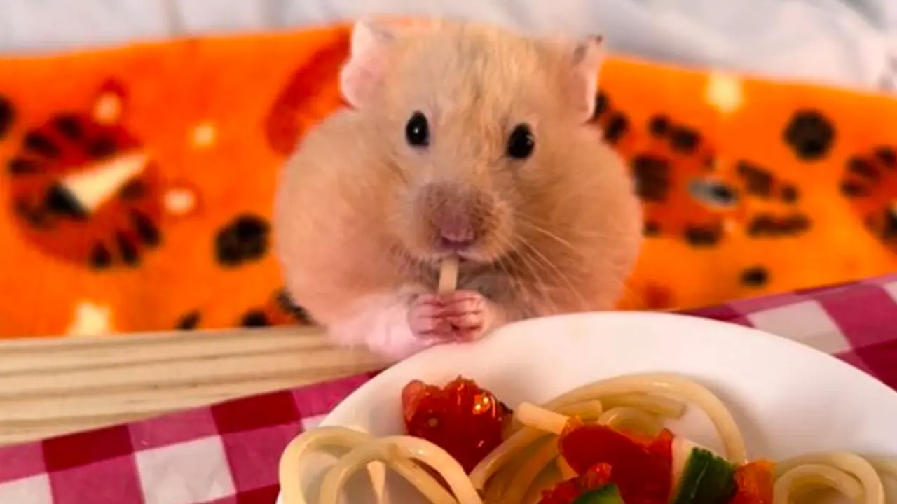 Pria Skotlandia Sajikan Makanan Rumahan untuk Hamster Peliharaannya