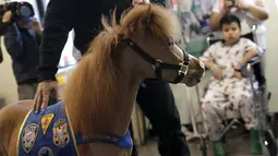 Handler Jorge Garcia - Bengochea memegang kuda poni di Rumah Sakit anak Kravis, New York City, (16/3). Kuda poni didatangkan untuk membantu terapi kesehatan pasien rumah sakit anak Kravis. (REUTERS / Mike Segar)