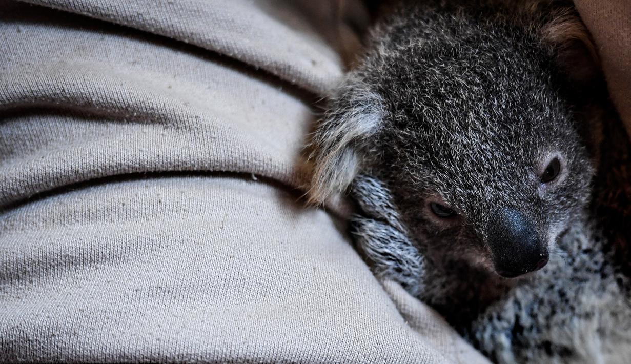 Foto Imutnya Bayi Koala Yang Lahir Di Kebun Binatang Lisbon