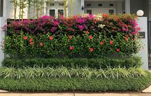 6 Inspirasi Living Fence dari Tanaman Berlapis untuk Hunian Lebih Asri