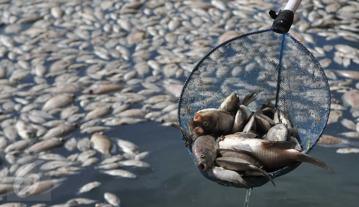 Pekerja memperlihatkan ikan mati di Danau Citra 6 Perumahan Citra Garden City, Kalideres, Jakarta, Sabtu (19/12). Ribuan ikan mati diduga akibat fenomena alam yaitu perubahan cuaca yang ektrim hingga merusak ekosistem danau. (Liputan6.com/Gempur M Surya)