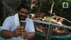 Pengunjung berswafoto dengan Bunga Bangkai (Amorphophallus Titanum) yang ada di kawasan Arboretum di Kementerian Lingkungan Hidup dan Kehutanan, Jakarta, Jumat (10/12/2021). Bunga bangkai yang dikirim dari Bengkulu tersebut merupakan jenis tumbuhan yang dilindungi. (Liputan6.com/Herman Zakharia)