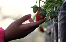 8 Lokasi Wisata di Indonesia yang Menyediakan Petik Buah Langsung, Bikin Pengunjung Ketagihan Datang