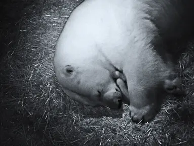 Induk beruang kutub,Liya, bercengkerama dengan bayi kembarnya di dalam kandang di Sea World Gold Coast, Australia, Selasa (2/5). Beruang 16 tahun itu melahirkan dua bayi dengan panjang 15 sentimeter. (Handout / SEA WORLD AUSTRALIA / AFP)