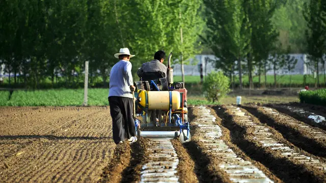 Mengintip Ladang Kacang Tanah di China