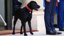 Nemo saat menemani Presiden Prancis Emmanuel Macron menyambut tamu di Istana Elyses, Paris, Prancis (28/8). Nemo merupakan salah satu anjing ras terpopuler di dunia yang dikenal Energik, pandai dan bersahabat. (AP Photo / Francois Mori)