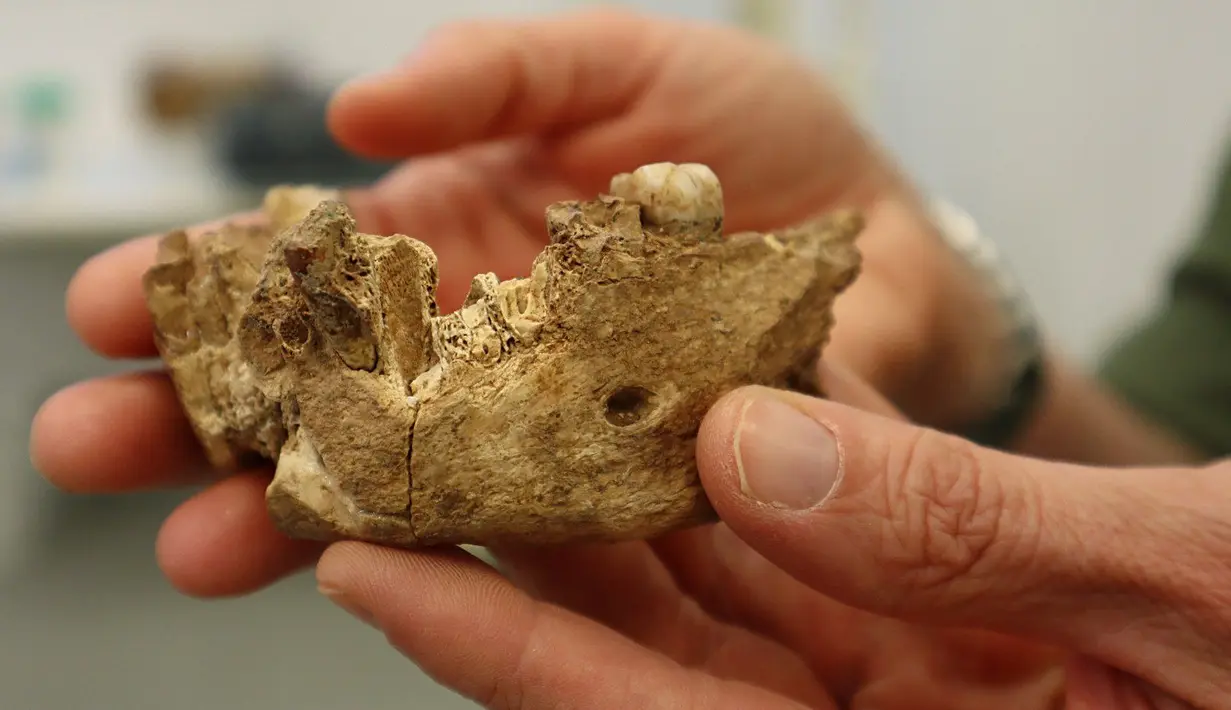 Gambar yang dirilis 24 Juni 2021 menunjukkan menunjukkan sisa-sisa fosil tengkorak dan rahang yang ditemukan di situs penggalian dekat pusat kota Ramla. Para peneliti dari Israel menemukan sisa-sisa tulang dari jenis manusia purba yang tidak dikenal. (TEL AVIV UNIVERSITY/AFP)