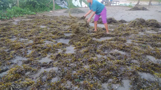 Empat, salah satu nelayan di pantai Cikoreang, Desa Sancang, Kecamatan Cibalong, Garut, Jawa Barat tengah menjemur sasaripan atau alga cokelat.