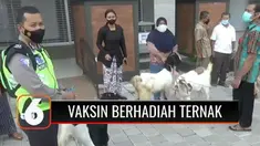 Untuk menarik warga mengikuti vaksinasi massal, Polres Trenggalek, Jawa Timur, menyelenggarakan undian bagi peserta vaksin. Polres Trenggalek memberi hadiah berupa hewan ternak kambing dan ayam.