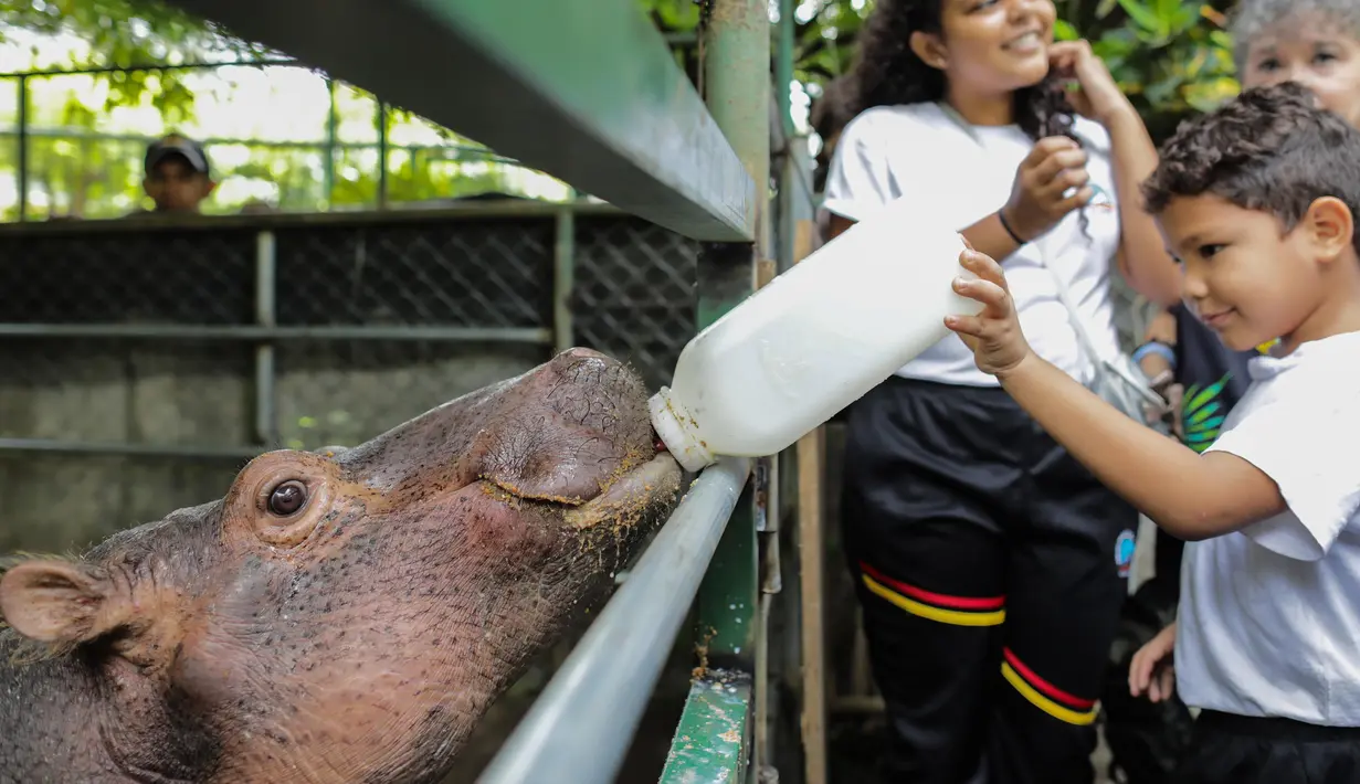 Seorang anak memberi makan Fatima, bayi kuda nil berusia dua setengah tahun, di Kebun Binatang Masaya, Nikaragua (6/9/2019). Fatima yang tiba minggu ini merupakan kuda nil pertama di kebun binatang nasional Nikaragua. (AFP Photo/Inti Ocon)