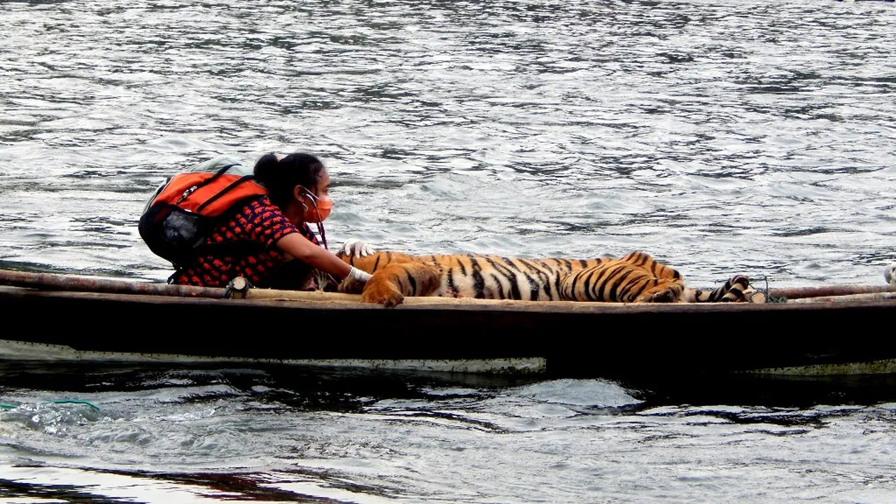 Erni Suyanti Simanis Penyelamat Harimau Sumatra Yang Hampir Punah