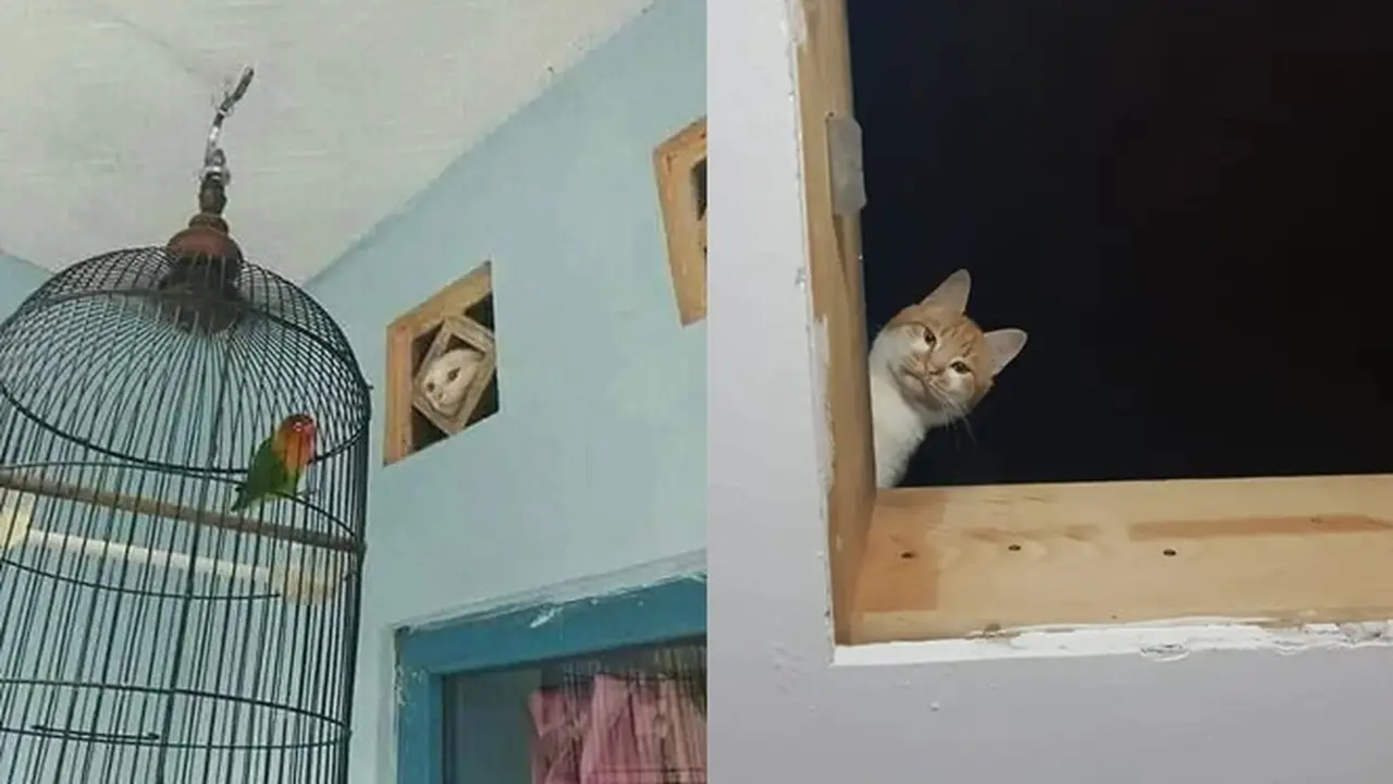 10 Potret Kocak Kucing Lagi Mengintip Ini Terlihat Menggemaskan