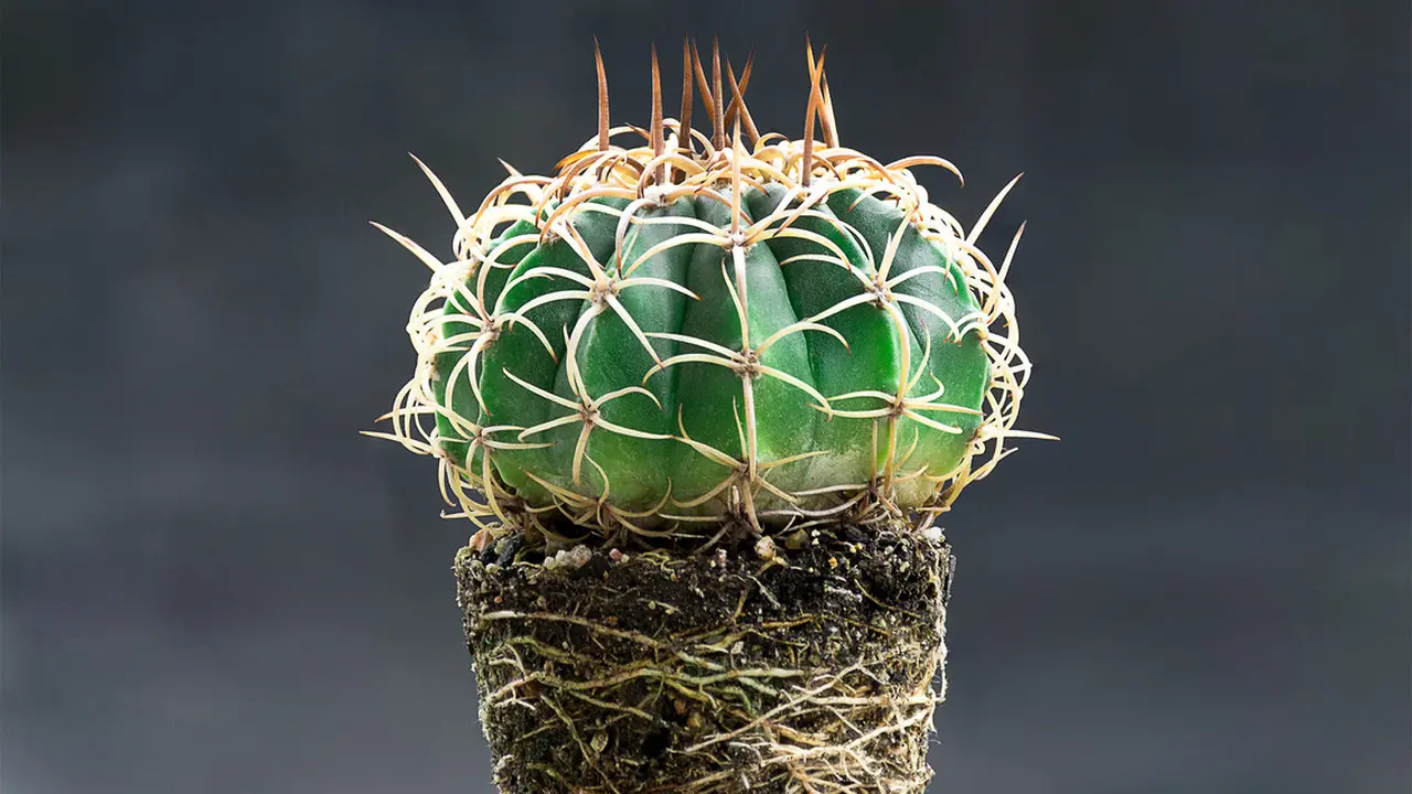 Kaktus (sumber: iStockphoto)